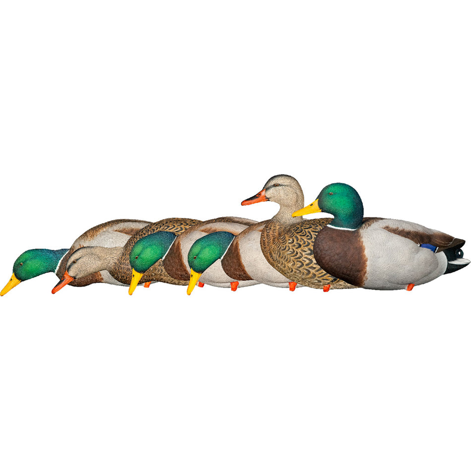AvianX AXP Fusion Duck Decoys Full Body Mallards 6 Pack