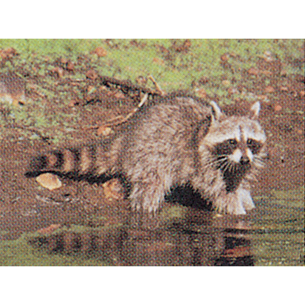 Delta McKenzie Tru-Life Target - Raccoon, 21" x 28" Paper
