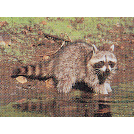 Delta McKenzie Tru-Life Target - Raccoon, 21" x 28" Paper
