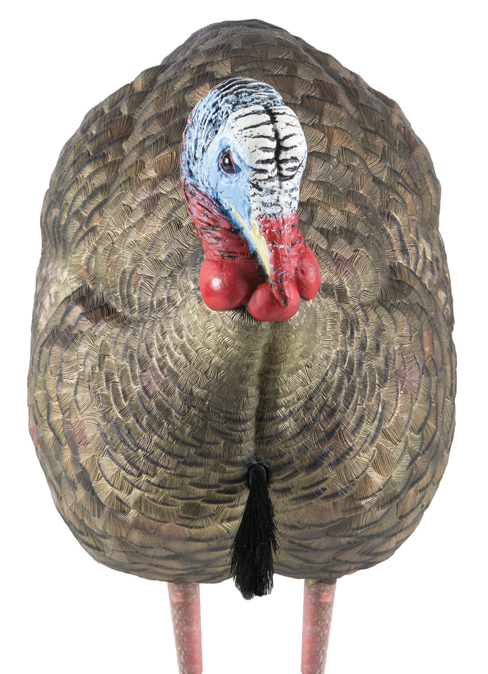Avian X AVXAVX8012 LCD Half-Strut Jake Turkey Decoy Collapsible