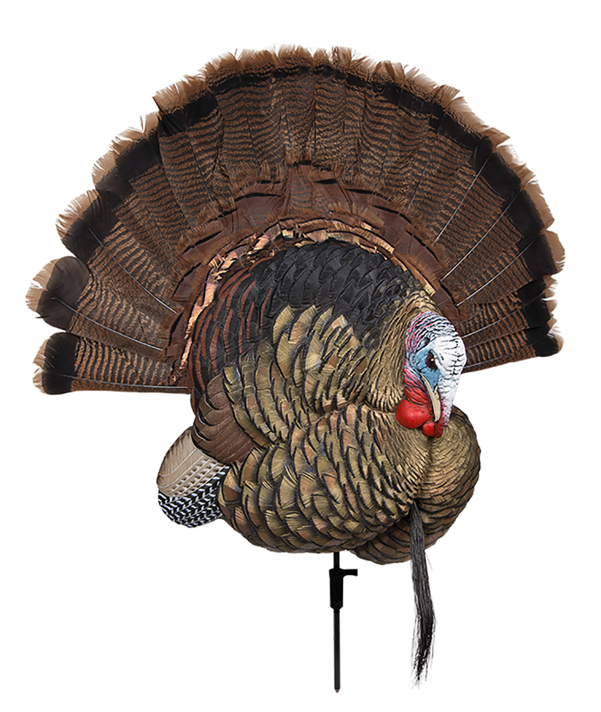 Avian X AVXAVX8021 Trophy Tom Turkey Decoy and Tail Fan Display