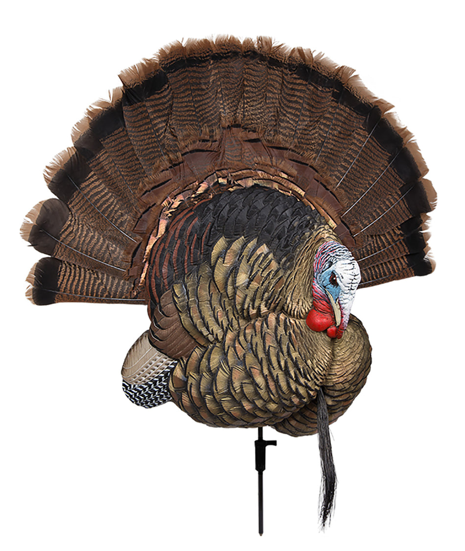 Avian X AVXAVX8021 Trophy Tom Turkey Decoy and Tail Fan Display
