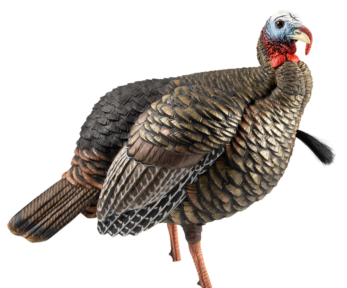 Avian X AVXAVX8105 HDR Quarter-Strut Jake Turkey Decoy