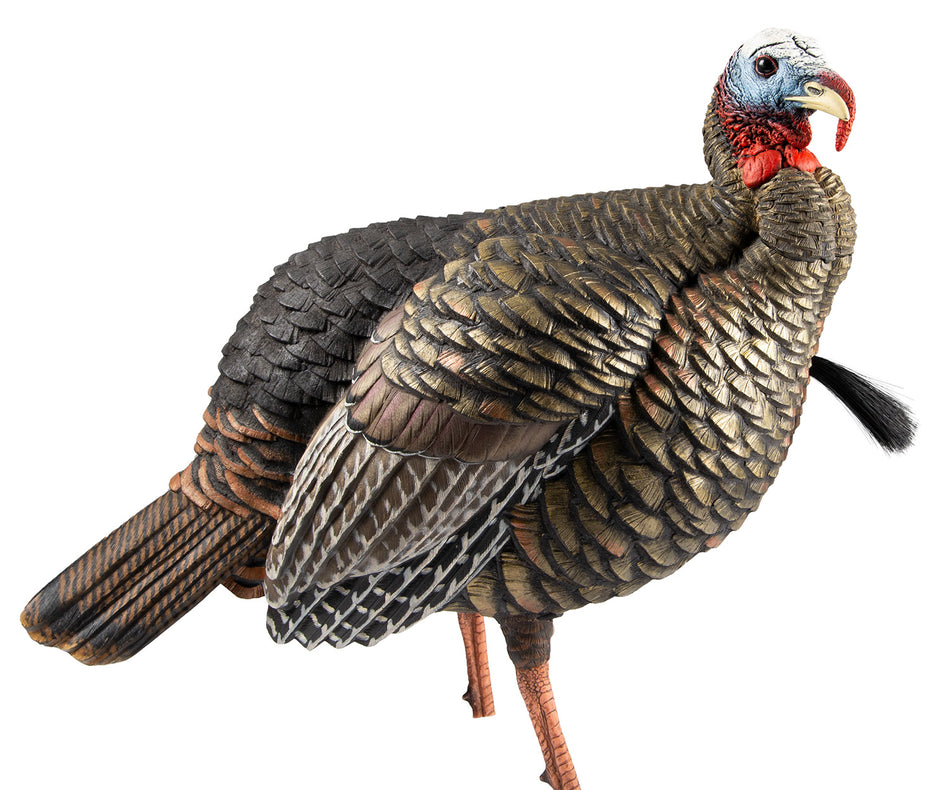 Avian X AVXAVX8105 HDR Quarter-Strut Jake Turkey Decoy