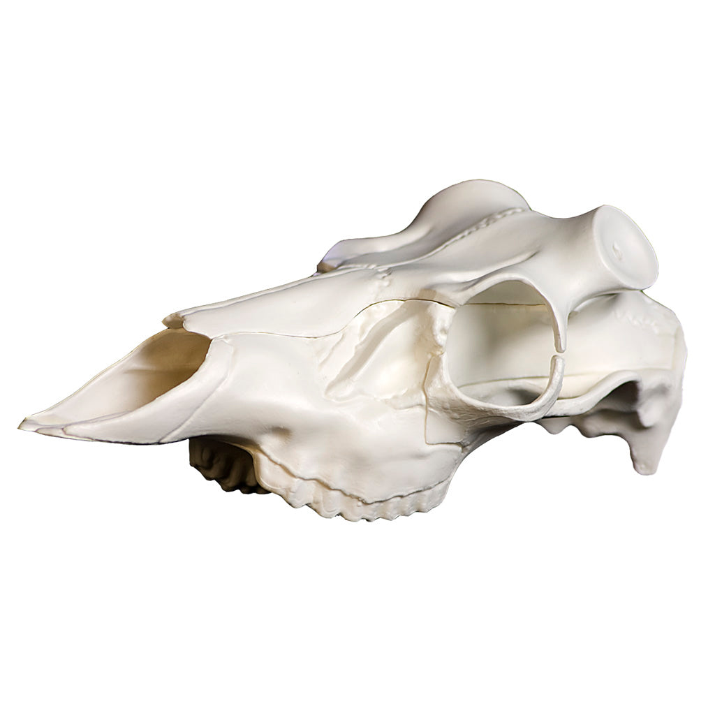 Mountain Mike's Skull Master Deer Skull Universal Antler Mount Kit