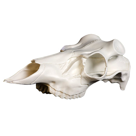 Mountain Mike's Skull Master Deer Skull Universal Antler Mount Kit