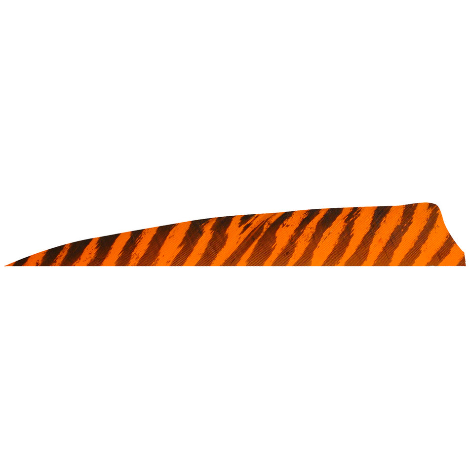 Gateway 4 in. Right Wing Barred Orange Shield Cut Fletching Feathers 100 Pk.