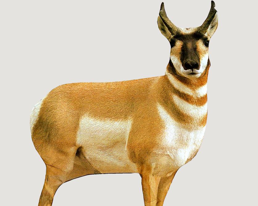 Montana Decoy Co Pronghorn Antelope Buck Decoy
